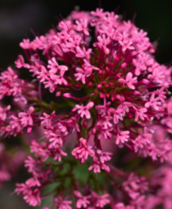 Centranthus ruber 'Coccineus' Image 2