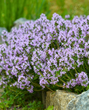 Thymus serpyllum - Creeping Thyme