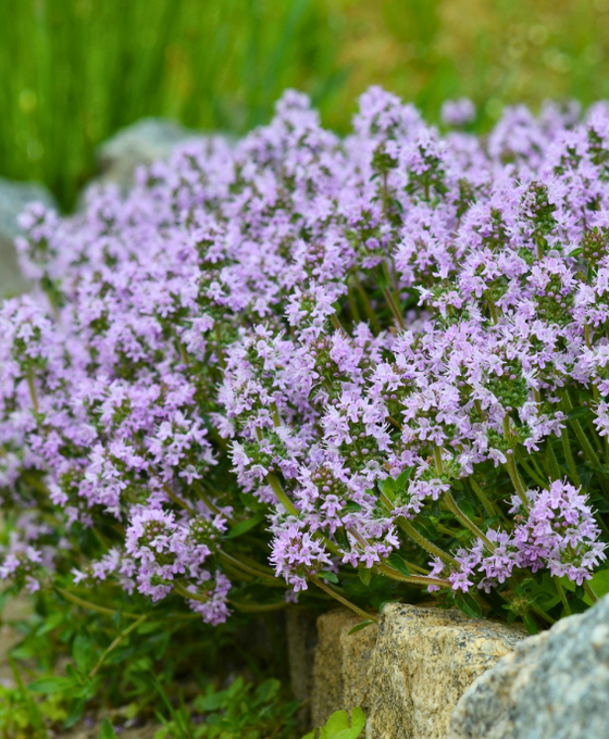 Thymus serpyllum - Creeping Thyme Image 1