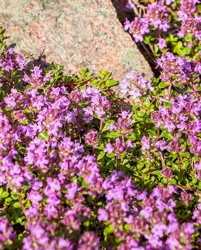 Thymus praecox 'Red Carpet'