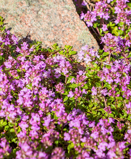 Thymus praecox 'Red Carpet' Image 1
