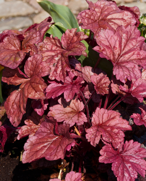 Heuchera micrantha 'Palace Purple'