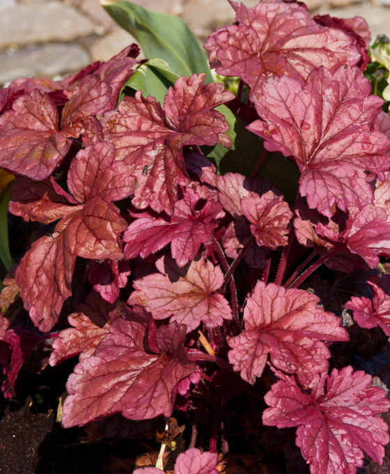 Heuchera micrantha 'Palace Purple' Image 1