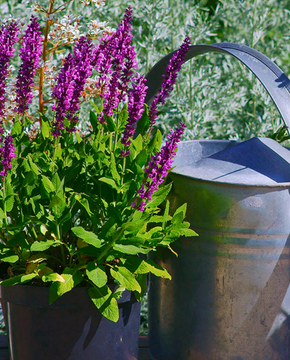 Salvia nemorosa 'Sensation Deep Rose'