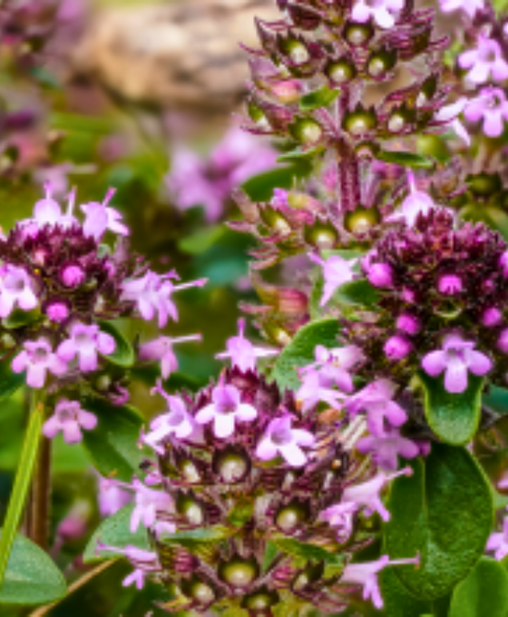 Thymus serpyllum - Creeping Thyme Image 2