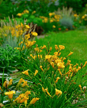 Hemerocallis 'Stella de Oro' - Daylily