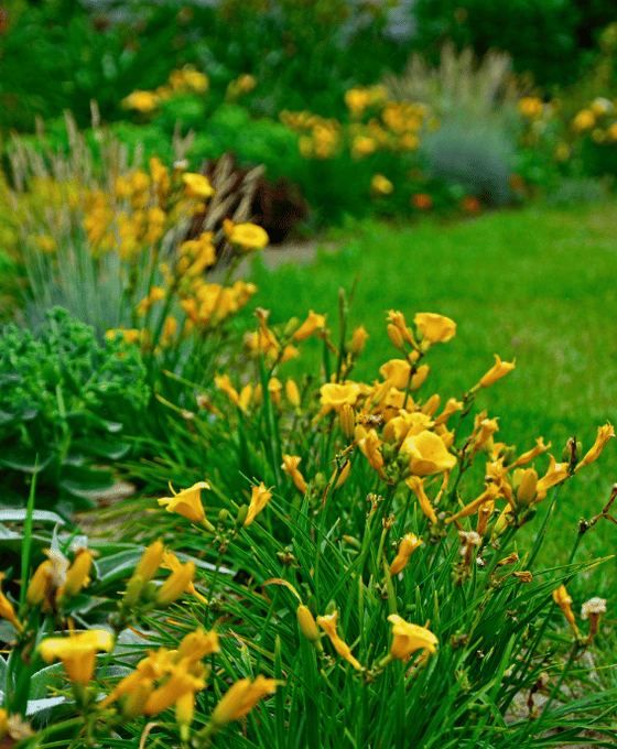 Hemerocallis 'Stella de Oro' - Daylily Image 1