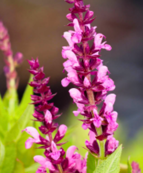Salvia nemorosa 'Sensation Deep Rose' Image 2