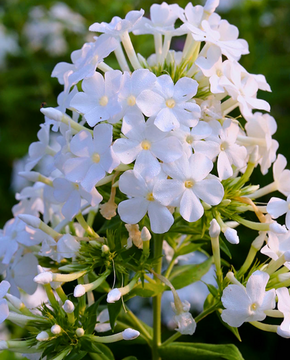 Phlox paniculata 'David'