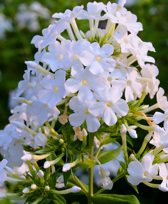 Phlox paniculata 'David' Image 1