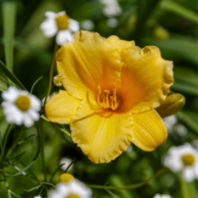 Hemerocallis 'Stella de Oro' - Daylily Image 2