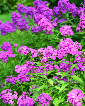 Phlox paniculata 'Laura'