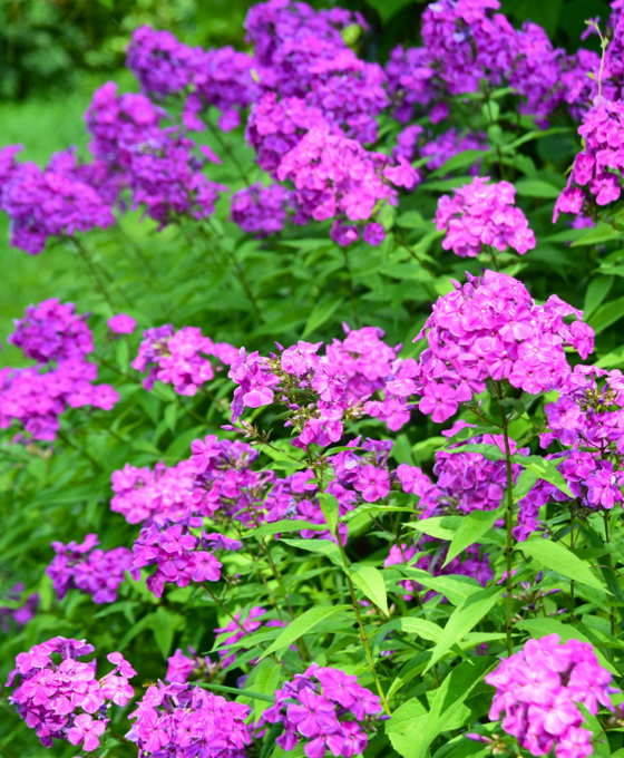 Phlox paniculata 'Laura' Image 1