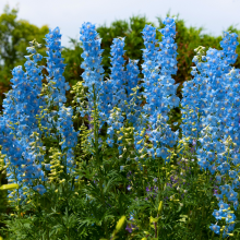 Delphinium 'Magic Fountains Sky Blue' - Larkspur Image 1
