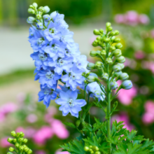 Delphinium 'Magic Fountains Sky Blue' - Larkspur Image 2
