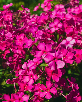Phlox subulata 'McDaniel's Cushion'