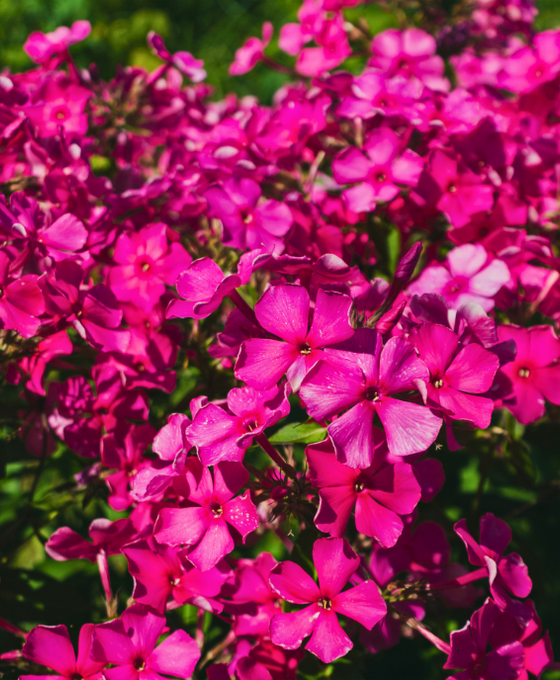 Phlox subulata 'McDaniel's Cushion' Image 1