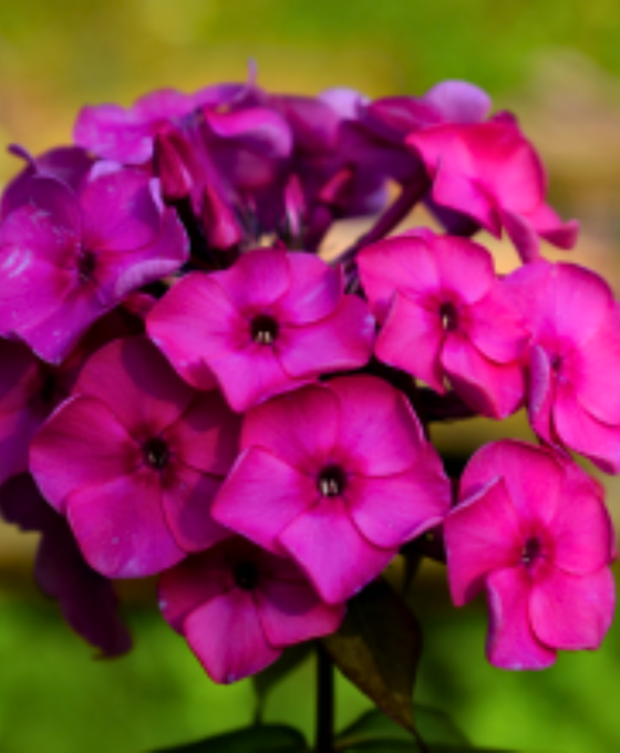 Phlox subulata 'McDaniel's Cushion' Image 2