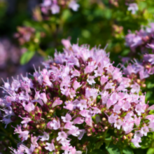 Origanum vulgare 'Compactum' - Compact Oregano Image 2