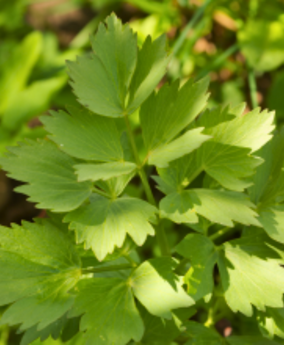Levisticum officinale - Lovage Image 2