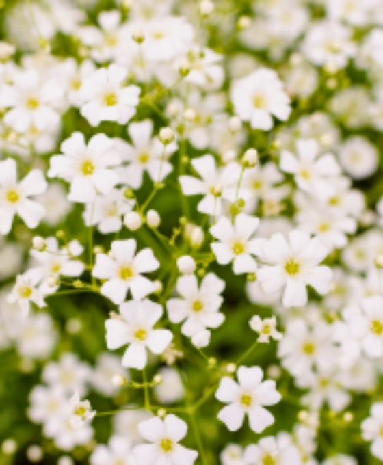 Gypsophila repens 'Alba' Image 2