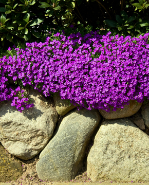 Aubrieta 'Hamburger Stadtpark'