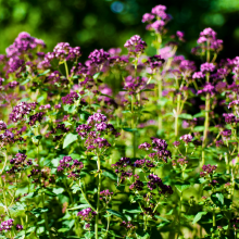 Origanum vulgare