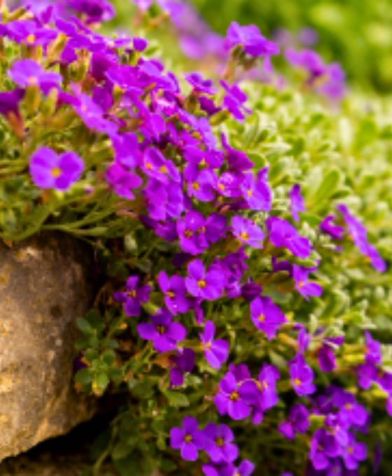 Aubrieta 'Hamburger Stadtpark' Image 2