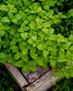 Melissa officinalis