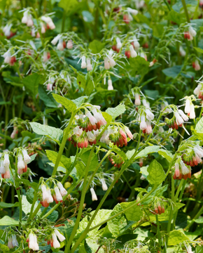 Symphytum grandiflorum