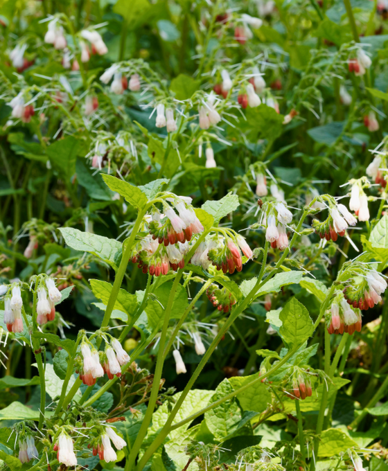 Symphytum grandiflorum Image 1