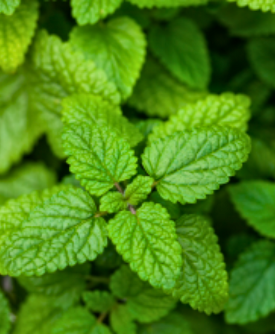 Melissa officinalis Image 2
