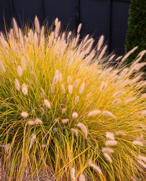 Pennisetum alopecuroides 'Hameln'