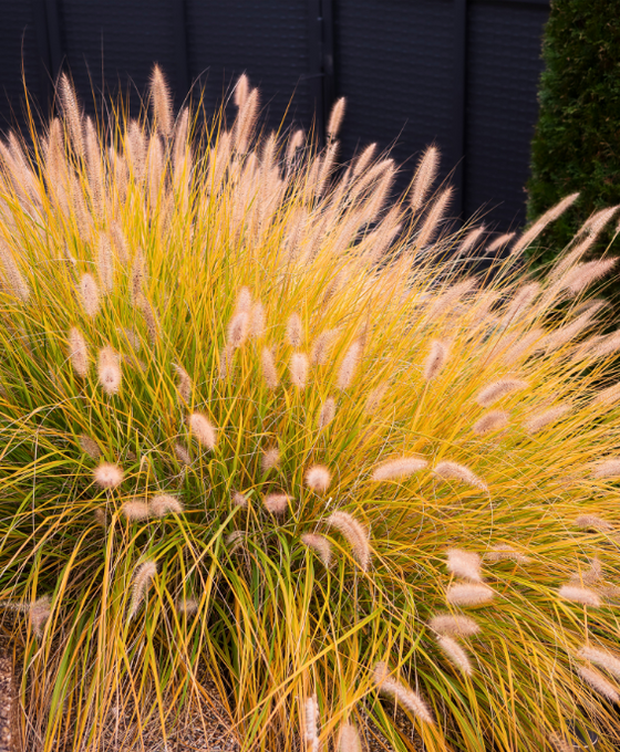 Pennisetum alopecuroides 'Hameln' Image 1