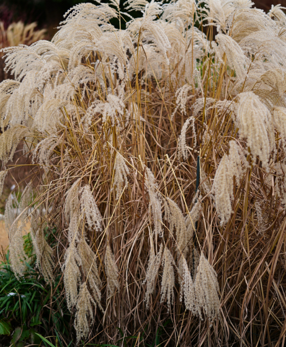 Miscanthus sinensis - Chinese Silver Grass Image 1