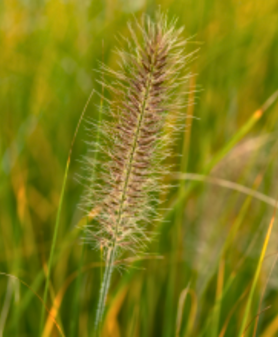 Pennisetum alopecuroides 'Hameln' Image 2