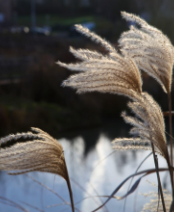 Miscanthus sinensis - Chinese Silver Grass Image 2