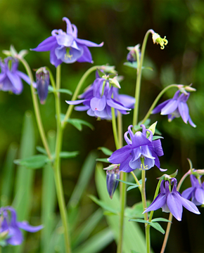 Aquilegia caerulea 'Swan Magic Blue and White'