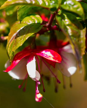 Fuchsia 'Madame Cornelissen'