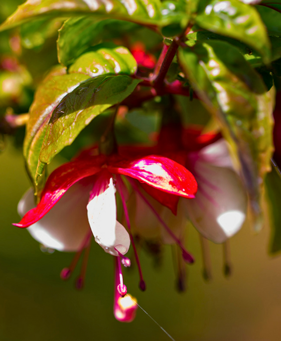 Fuchsia 'Madame Cornelissen' Image 1
