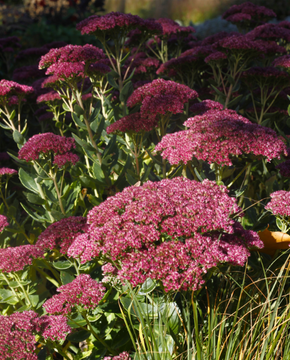 Sedum 'Herbstfreude' - Autumn Joy