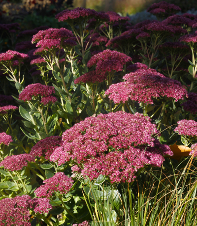 Outdoor Plants