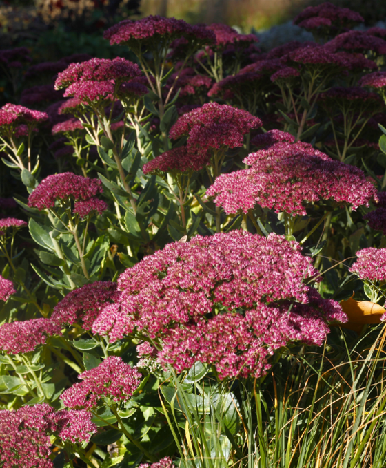 Sedum 'Herbstfreude' - Autumn Joy Image 1