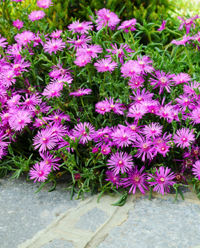Delosperma cooperi 'Table Mountain' - Ice Plant