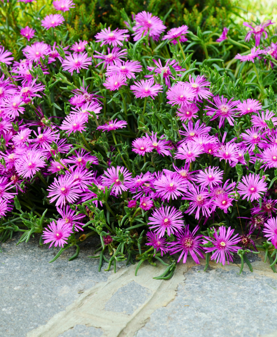 Delosperma cooperi 'Table Mountain' - Ice Plant Image 1