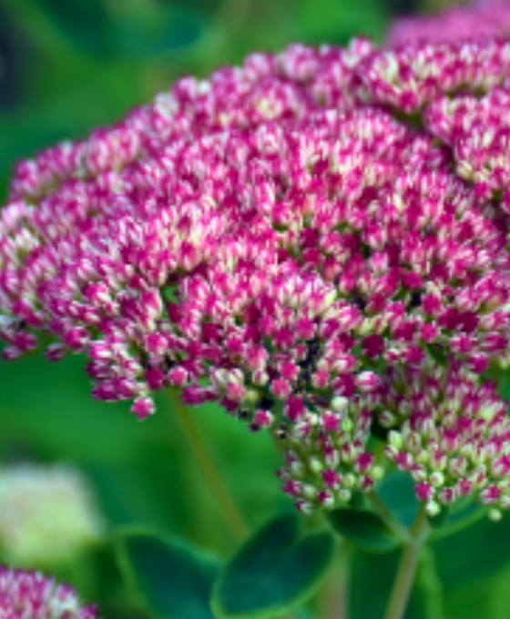 Sedum 'Herbstfreude' - Autumn Joy Image 2