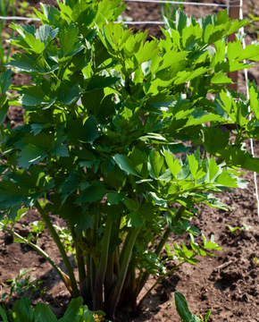 Levisticum officinale - Lovage