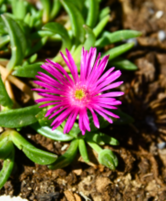 Delosperma cooperi 'Table Mountain' - Ice Plant Image 2