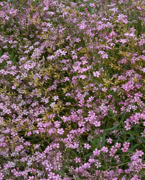 Gypsophila repens 'Rosea'