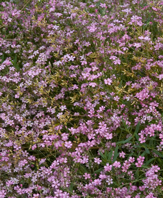 Gypsophila repens 'Rosea' Image 1